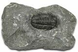 Detailed Gerastos Trilobite Fossil - Morocco #372449-3